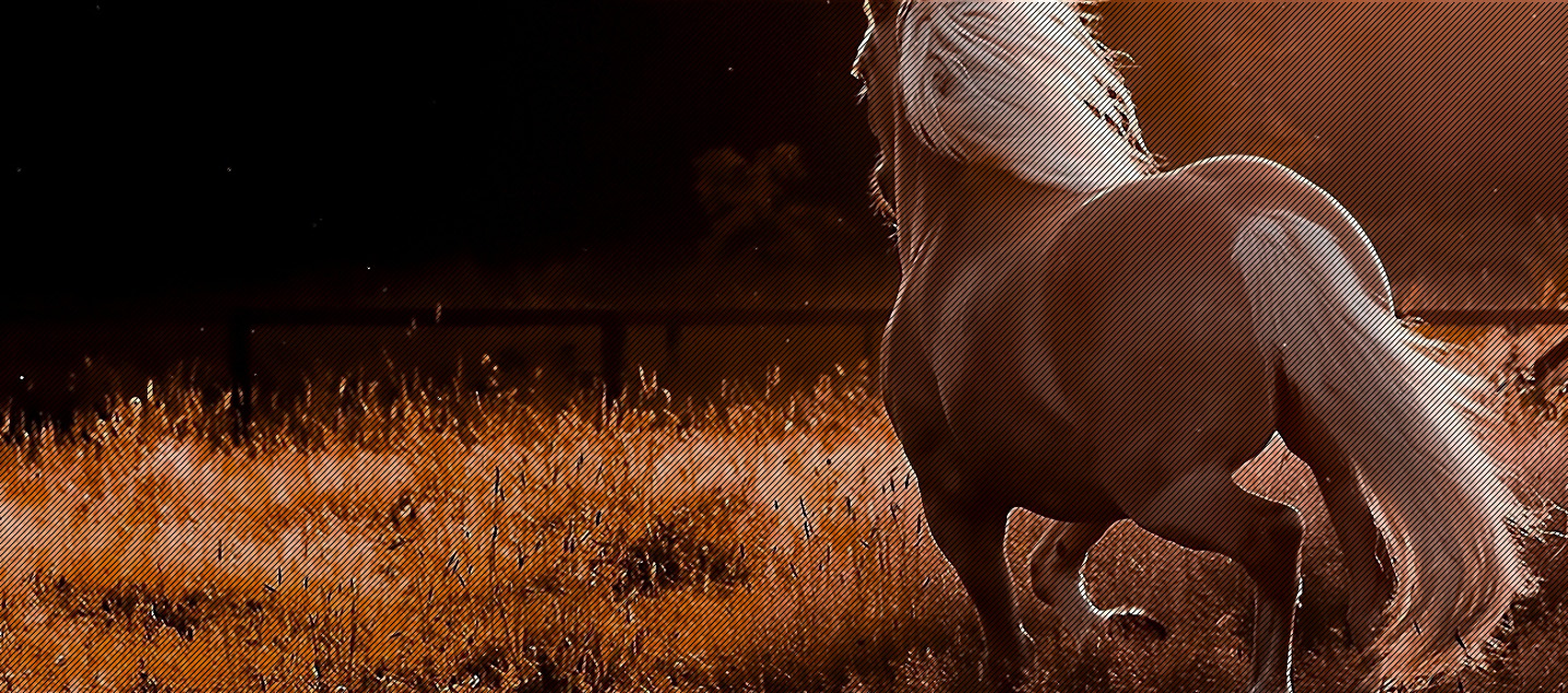 As if it is our own horse